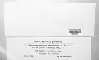 Gymnosporangium tremelloides image